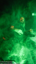Amon Amarth + Sabaton + Skeletonwitch - The Catalyst - 9/26/2014 - Santa Cruz, CA
